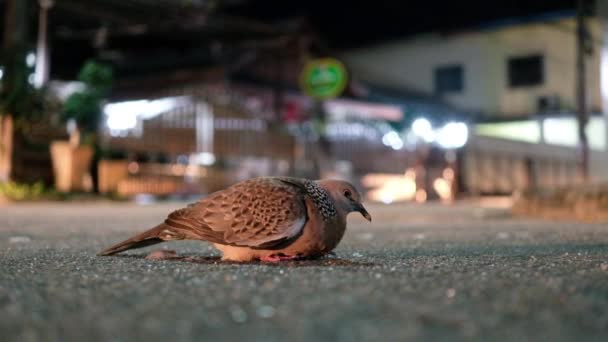 One Spotted Dove Road Car Running Passed Night Native Species — 图库视频影像
