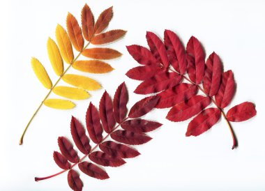 Sonbahar sarısı Yaprak