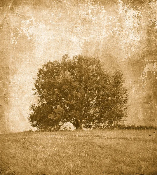 Osamělý strom — Stock fotografie