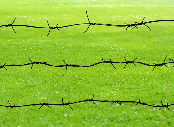 Barbed wires and green field — Stock Photo, Image