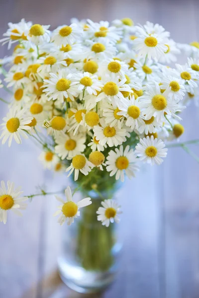 美丽的新鲜洋甘菊的花束 — 图库照片