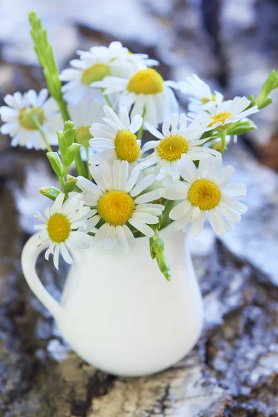 Strauß schöner frischer Kamillenblüten — Stockfoto