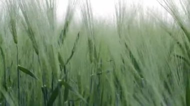 buğday esintiyle sallanan yakın çekim