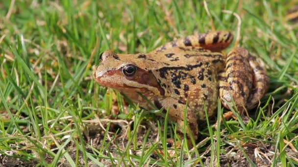 Gros plan de grenouille brune Rana temporaria 
