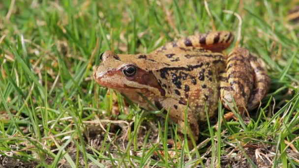 Gros plan de grenouille brune Rana temporaria — Video