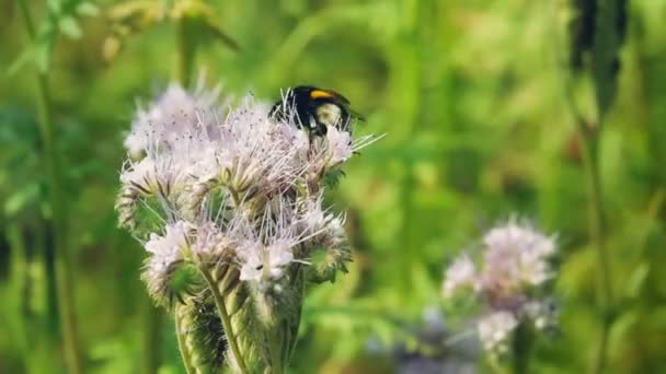 自然风光与紫色卢塞恩和大黄蜂 — 图库视频影像