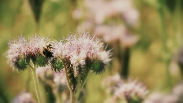 自然风光与紫色卢塞恩和大黄蜂 — 图库视频影像
