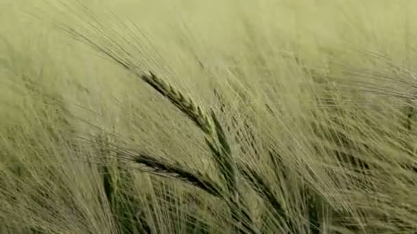 Close up of wheat swaying in the breeze — Stock Video