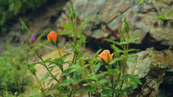 Hermosa gota de lluvia en pequeña rosa — Vídeo de stock