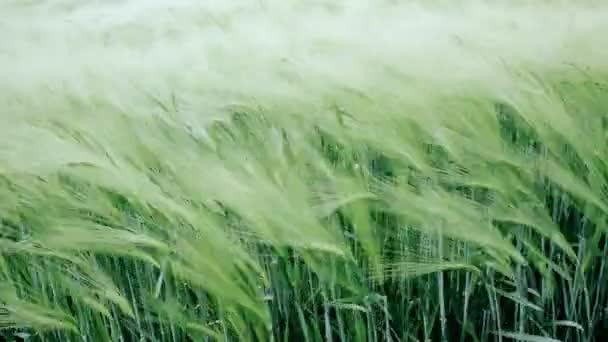 Green wheat swaying in the breeze — Stock Video