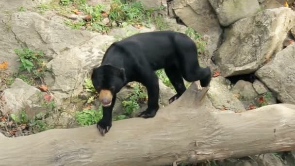 Oso sol también conocido como oso malayo (Helarctos malayanus ) — Vídeo de stock