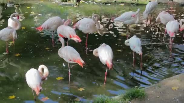 Vackra amerikanska Flamingos (Phoenicopterus roseus) i Zoo — Stockvideo