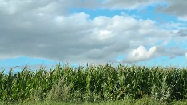 Zeitraffer im Sommer: Maisfeld mit blauem Himmel — Stockvideo