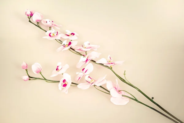 Vintage background with flower — Stock Photo, Image