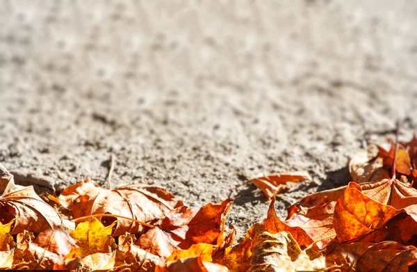 Suché podzimní listí pozadí — Stock fotografie