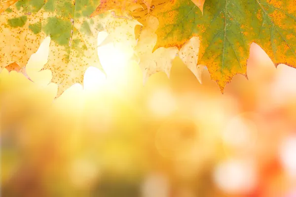 Autumn maple leave background with boked — Stock Photo, Image