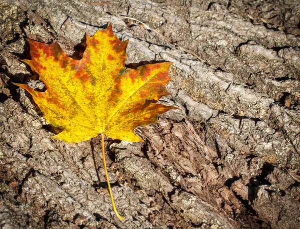 Autumn Leaves over wooden background — Stock Photo, Image