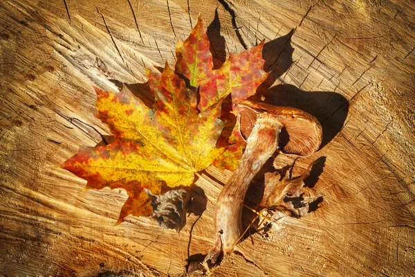 秋の紅葉とマッシュルームの木製の背景 — ストック写真