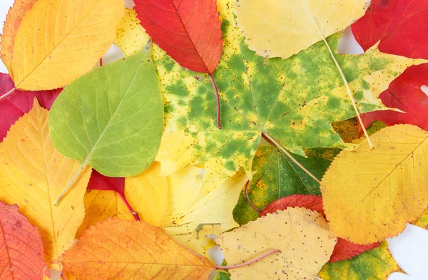 Color composition from autumn leaves — Stock Photo, Image