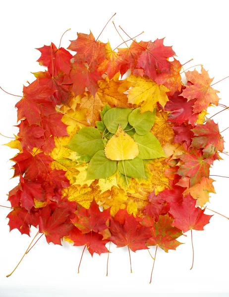 Barevné kompozice z podzimní listí — Stock fotografie