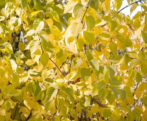 Sonnenlicht geht durch herbstgrüne und gelbe Blätter — Stockfoto