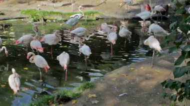 Güzel Amerikan flamingolar (Phoenicopterus çevresi) Hayvanat Bahçesi