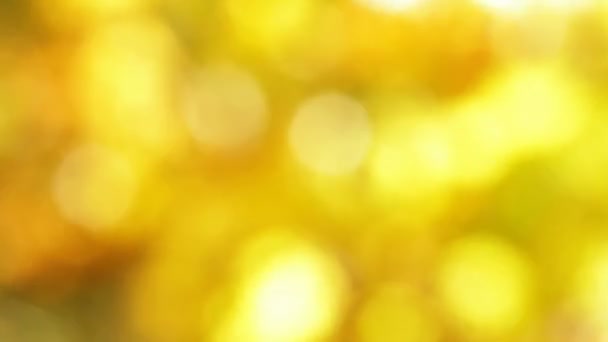 Lumière bokeh naturelle verte réaliste 