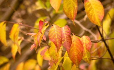 sonbahar doğa parkında renkler