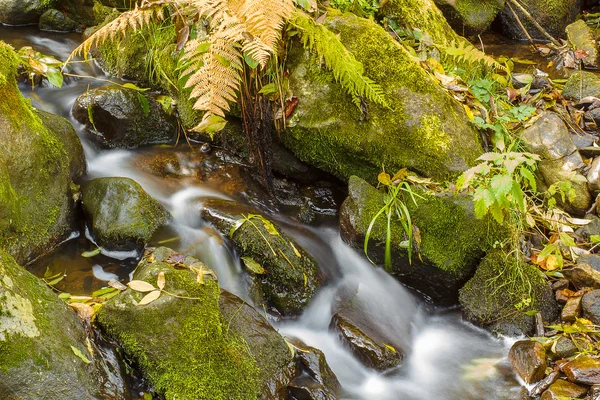 Caídas en el pequeño río de montaña en un bosque brotado en otoño —  Fotos de Stock