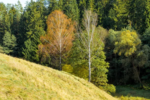 Paysage d'automne avec forêt — Photo