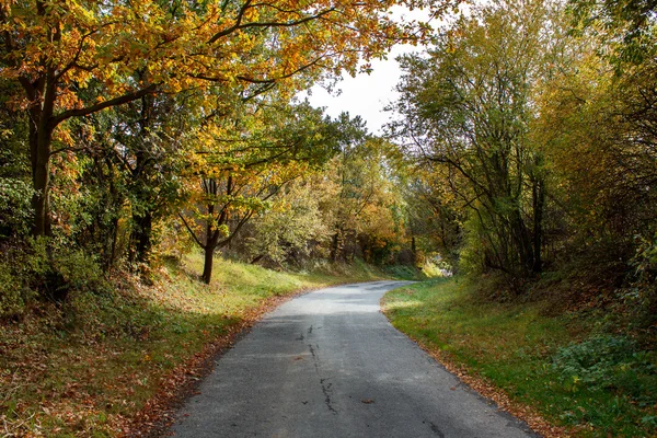 Road in the autumn with yellow trees — Stock Photo, Image