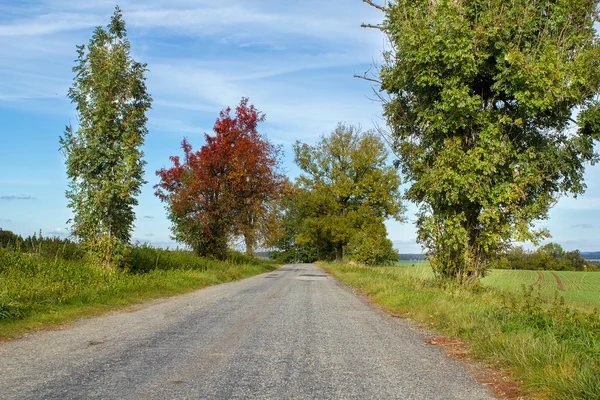 Road in the autumn with yellow trees — Stock Photo, Image