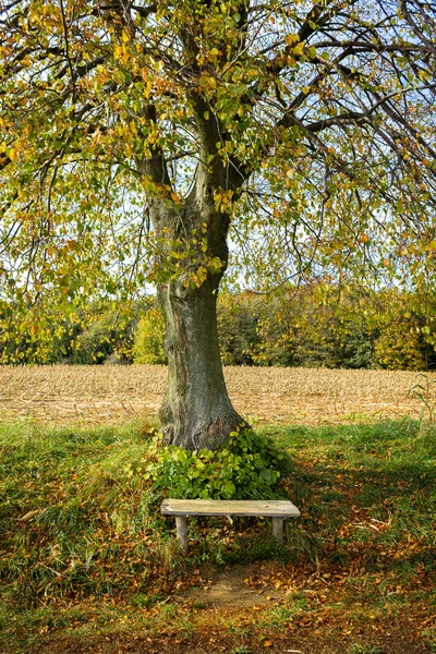 Paisagem de outono com banco — Fotografia de Stock