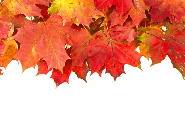 Red autumn leaves frame — Stock Photo, Image