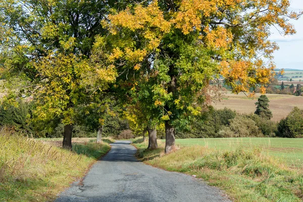 Road in the autumn with yellow trees Stock Picture