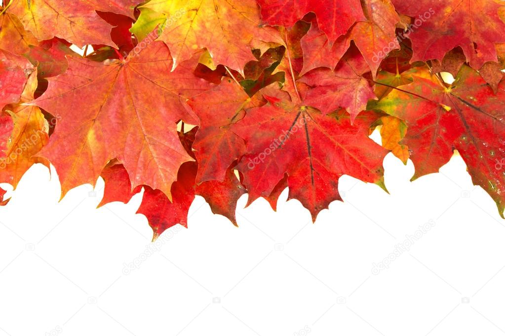 Red autumn leaves frame
