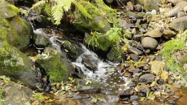 Cascate sul piccolo torrente di montagna — Video Stock