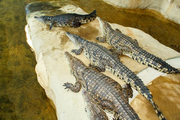 Krokodilfarmen i Tjeckien — Stockfoto
