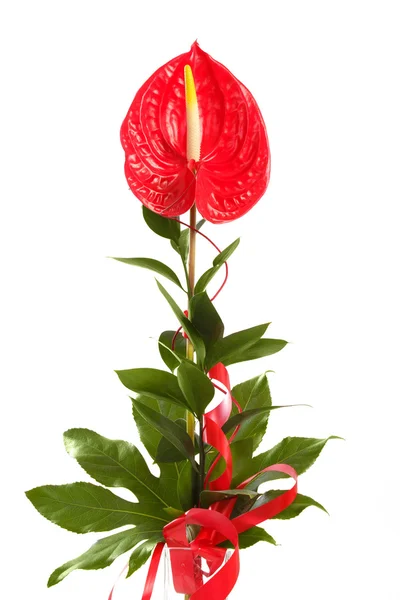 Röd anthurium flamingo blomma pojke blomma på vit — Stockfoto