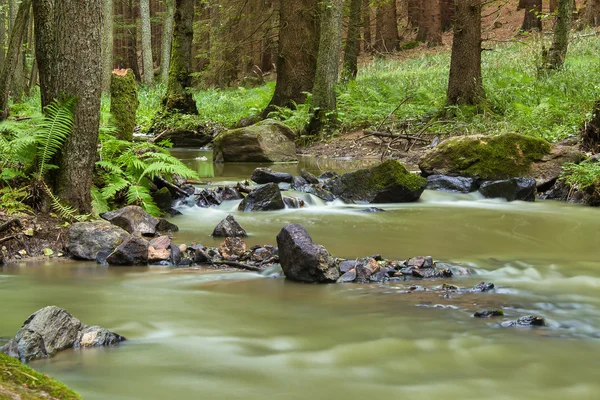 Cours d'eau de montagne dans une forêt — Photo