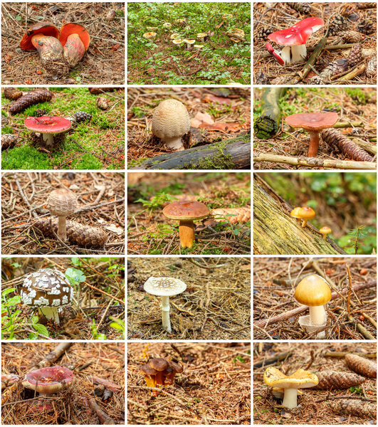 Twelve summer mushrooms in one collection