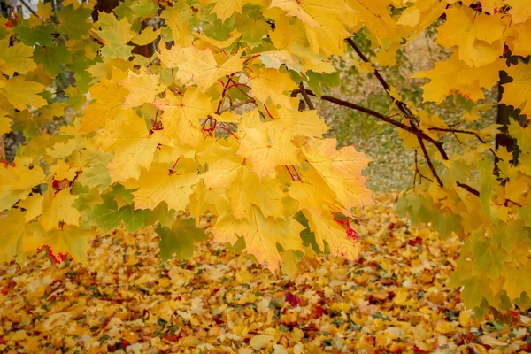 Dettaglio dell'acero in parco in autunno — Foto Stock