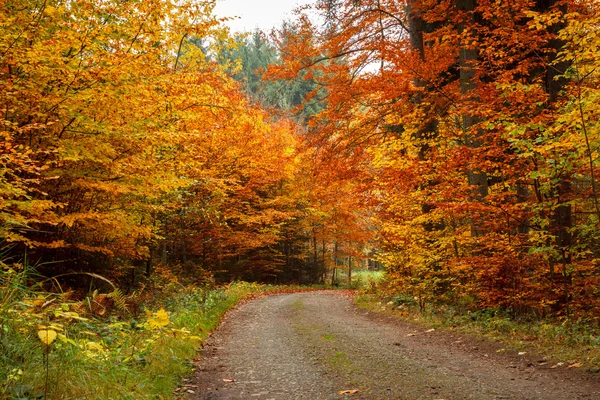 Höstens road i forrest — Stockfoto