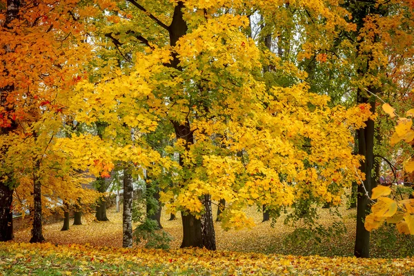 Árbol de arce en el parque en otoño —  Fotos de Stock