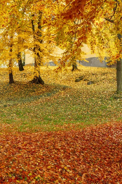 Color composition in autumn park — Stock Photo, Image