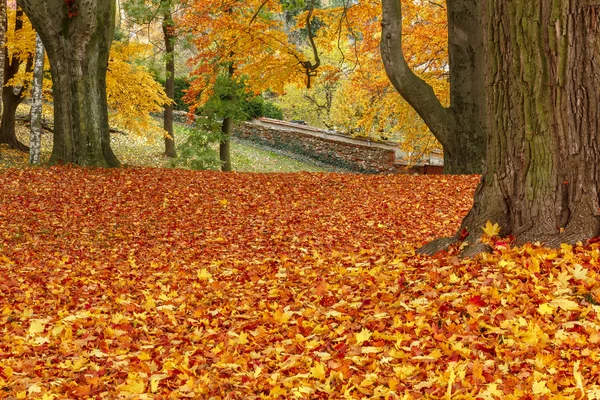 Herfst kleuren in park — Stockfoto