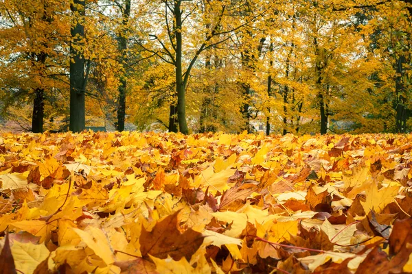 Nature morte d'automne aux feuilles d'érable jaunes — Photo