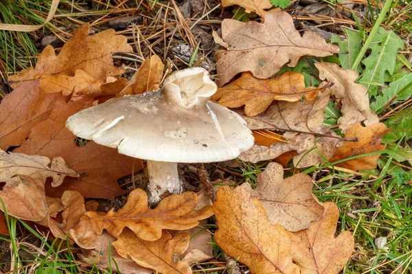 Edible autumn mushroom — Stock Photo, Image