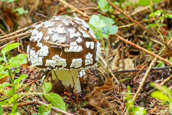 Cogumelo venenoso agárico — Fotografia de Stock