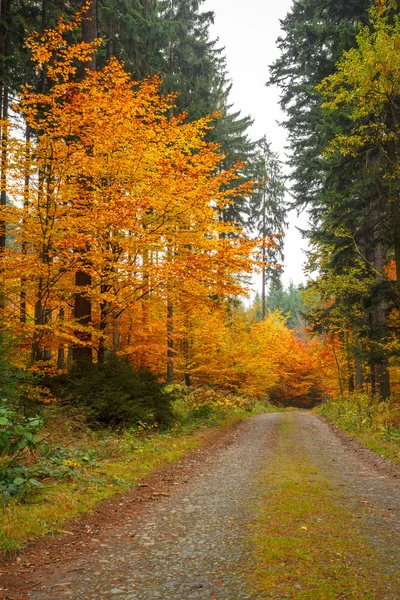 Autumn road in forrest — Stock Photo, Image